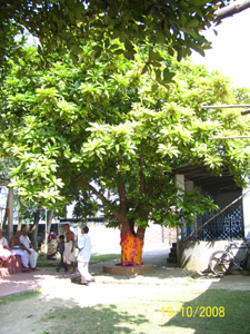 Chalita Tree worshipped as Devi Yogmaya by devotees as per the words of Lord Bandhusundar